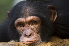 Chimpanzé dans le sable sur les bords du Niger