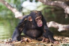 Chimpanzé dans un arbre