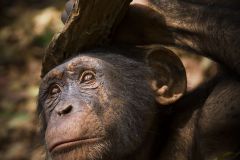 Chimpanzé jouant avec une écorce