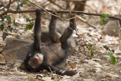 Chimpanzé jouant dans els branchages