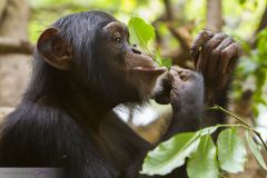 Chimpanzé jouant dans l'eau
