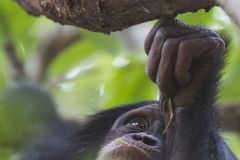 Chimpanzé jouant dans les arbres