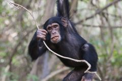Chimpanzé jouant dans les lianes