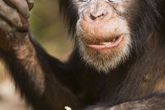 Chimpanzé la face pleine de cendre