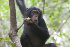 Chimpanzé mangeant des figues