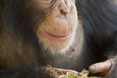 Chimpanzé mangeant