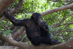 Chimpanzé mangeant