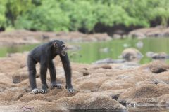 Chimpanzé sur le fleuve Niger - Lobaï