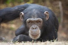 Chimpanzé sur les bords du Niger