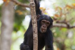 Chimpanzé