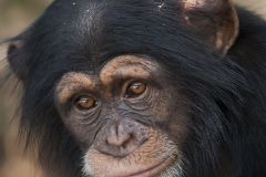 Chimpanzé