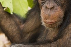 Chimpanzé