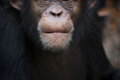 Chimpanzé