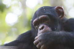 Chimpanzé