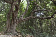 Forêt sèche tropicale