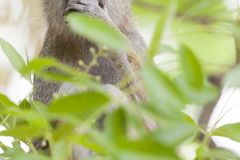 Patas, Singe rouge - Common patas monkey