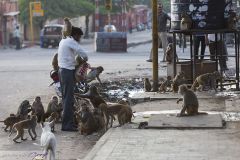 Homme nourrissant les Macaques rhésus