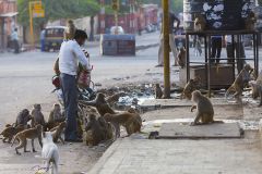 Homme nourrissant les Macaques rhésus