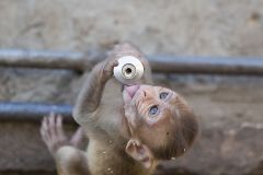 Jeuen Macaque rhésus buvant au robinet
