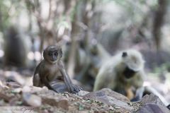 Langur sacré