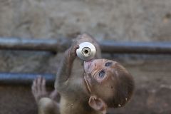 Macaque rhésus buvant au robinet