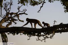 Macaque rhésus