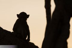 Macaque rhésus
