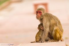 Macaque rhésus