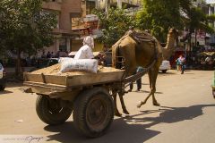 Transport de sable en dormadaire