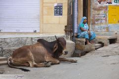 Vache et femme