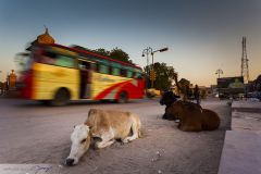 Vaches couchées dans la rue