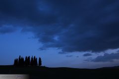 Cyprès de Toscane