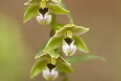 Epipactis à larges feuilles