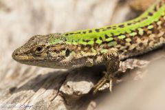 Lézard