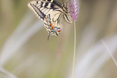 Machaon