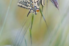 Machaon