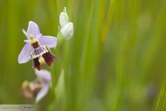 Ophrys à belle fleur