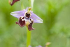Ophrys à belle fleur