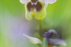 Ophrys à grandes fleurs