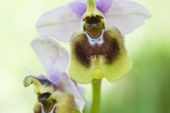 Ophrys à grandes fleurs