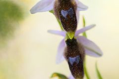 Ophrys à lunules