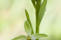 Ophrys de Lacaita