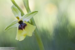 Ophrys de Lacaita