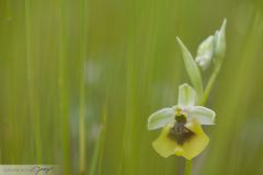 Ophrys de Lacaita