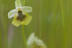 Ophrys de Lacaita