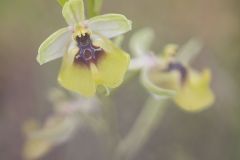 Ophrys de Lacaita