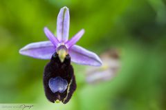 Ophrys de Romolini