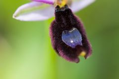 Ophrys de Romolini