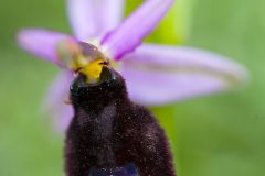 Ophrys de Romolini