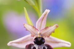 Ophrys de Sipontens